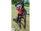 Adopt Lilly Mae a Black - with Gray or Silver Labrador Retriever / Mixed dog in