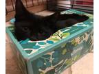 Adopt Miss Mars a All Black Domestic Shorthair (short coat) cat in Great Mills