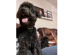 Adopt York a Black - with Gray or Silver Poodle (Miniature) / Australian