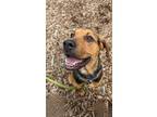Adopt Cindy Lou a Brown/Chocolate - with Tan Coonhound / Mixed dog in Briarcliff