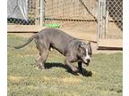 Adopt Jayden a Gray/Silver/Salt & Pepper - with White American Pit Bull Terrier