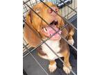 Adopt Jayson a Tricolor (Tan/Brown & Black & White) Beagle / Mixed dog in Grand