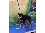 Adopt Zona a Black - with Gray or Silver Miniature Pinscher / Mixed dog in
