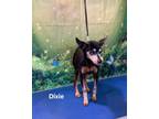Adopt Dixie a Black - with White Miniature Pinscher / Mixed dog in Bloomington
