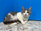 Adopt Ramona a White (Mostly) Domestic Shorthair (short coat) cat in Powell