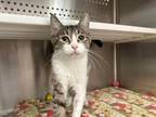 Adopt Delcie a Brown Tabby Domestic Shorthair (short coat) cat in Powell