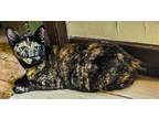 Adopt Flower a Tortoiseshell Domestic Shorthair / Mixed (short coat) cat in