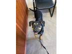 Adopt Shego a Black - with Tan, Yellow or Fawn Labrador Retriever / Shepherd