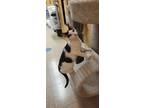 Adopt Modesto a Black & White or Tuxedo Domestic Shorthair (short coat) cat in