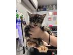 Adopt Charmander a Brown or Chocolate Domestic Shorthair / Domestic Shorthair /