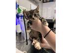 Adopt Totodile a Brown or Chocolate Domestic Shorthair / Domestic Shorthair /