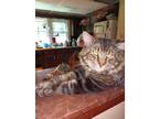 Adopt Forest a Brown Tabby Domestic Longhair / Mixed (long coat) cat in