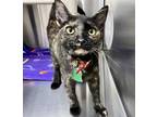 Adopt Yoru a All Black Domestic Shorthair / Domestic Shorthair / Mixed cat in