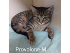 Adopt Provolone a Brown or Chocolate Domestic Shorthair / Domestic Shorthair /