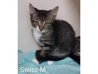 Adopt Swiss a Brown or Chocolate Domestic Shorthair / Domestic Shorthair / Mixed