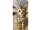 Adopt Tilly a Domestic Shorthair (short coat) cat in Franklin, WV (38911736)