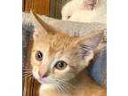 Adopt Garfield a Orange or Red Tabby American Bobtail (short coat) cat in