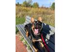 Adopt Zain a Black Australian Cattle Dog / Mixed dog in Matteson, IL (38879734)