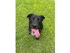 Adopt Tux a Black Labrador Retriever / Mixed dog in Norfolk, VA (38911807)