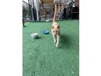 Adopt Clementine a Tan or Fawn Domestic Shorthair / Mixed (short coat) cat in