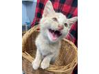 Adopt Leo a Cream or Ivory Domestic Shorthair (short coat) cat in Appomattox