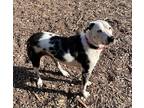 Adopt Stella a White - with Black Catahoula Leopard Dog / Mixed dog in