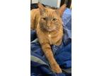 Adopt Jax a Orange or Red (Mostly) Domestic Mediumhair / Mixed (short coat) cat