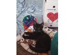 Adopt Kassie a Black & White or Tuxedo American Shorthair / Mixed (short coat)