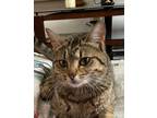 Adopt Tiger Lily a Brown Tabby Domestic Shorthair (short coat) cat in CLEVELAND