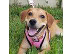 Adopt Lucy Loo a Tan/Yellow/Fawn Dachshund / Mixed dog in Savannah