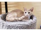 Adopt Lawson a Tan or Fawn Domestic Shorthair / Domestic Shorthair / Mixed cat