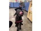 Adopt Onyx a Brown/Chocolate - with White Cane Corso / Cane Corso / Mixed dog in