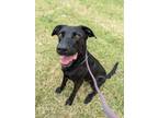 Adopt Bingley a Black Mixed Breed (Large) / Mixed dog in Oklahoma City