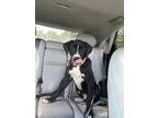 Adopt Marlowe a Black - with White Great Dane / Labrador Retriever / Mixed dog