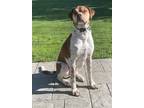 Adopt Buster a Brown/Chocolate - with White Boxer / Rottweiler / Mixed dog in