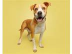 Adopt Barley a Mixed Breed (Medium) / Mixed dog in Durham, NC (38790168)