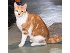 Adopt Leo a Orange or Red Domestic Shorthair / Mixed (short coat) cat in
