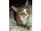 Adopt Zazzy a Brown Tabby Tabby / Mixed (short coat) cat in Powell