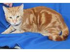 Adopt Ralph - 37735 a Orange or Red Domestic Shorthair / Mixed (short coat) cat