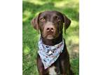 Adopt Buster a Brown/Chocolate German Shorthaired Pointer / Mixed Breed (Medium)