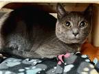 Adopt Pancake Man a Gray or Blue Domestic Shorthair (short coat) cat in Sanford