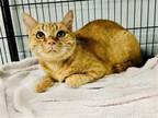 Adopt Madeline a Orange or Red Tabby Domestic Shorthair (short coat) cat in