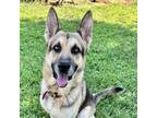 Adopt Eisenhower a Black German Shepherd Dog / Mixed dog in Huntsville