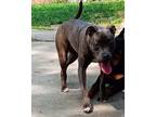 Adopt Duchess a Brindle - with White Pit Bull Terrier / Mixed dog in