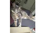 Adopt Sora a Gray or Blue (Mostly) Tabby / Mixed cat in Atlanta, GA (38911295)