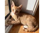 Adopt Gerald a Orange or Red Domestic Shorthair / Mixed (short coat) cat in