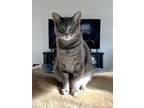 Adopt Jackson a Gray, Blue or Silver Tabby Tabby / Mixed (short coat) cat in