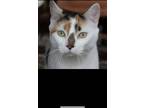 Adopt Olivia a Calico or Dilute Calico Calico / Mixed (short coat) cat in West