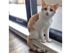 Adopt Spot a Orange or Red Domestic Shorthair (short coat) cat in Chicago