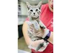 Adopt Cap'N Crunch a Gray, Blue or Silver Tabby Domestic Shorthair (short coat)